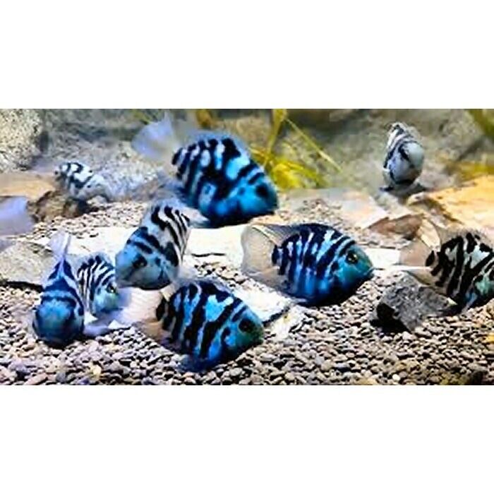 blue polar parrot fish breeding Polar Blue Parrot – Tilapia Store