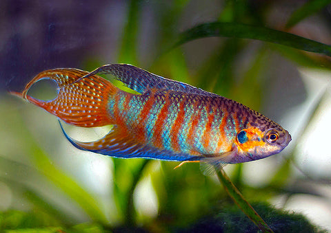 Paradise Fish – Macropodus opercularis – Red and Blue Male in Planted Aquarium