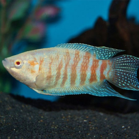 Albino Paradise Gourami - Tilapia Store