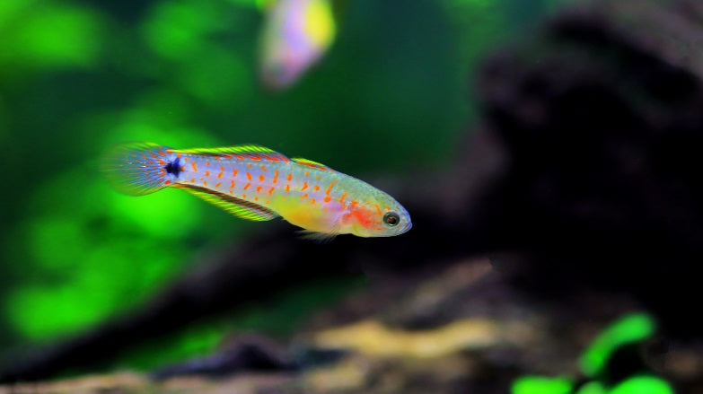 Peacock Gudgeon male – tank-raised freshwater fish with blue, yellow, and red colors