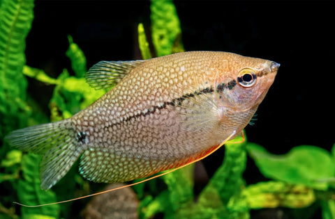 Pearl Gourami with pearl-like white spots and black horizontal stripe swimming in a freshwater aquarium.