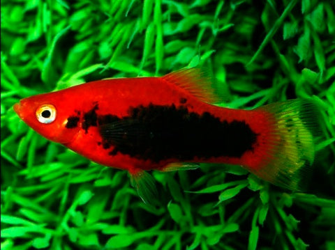 Red Tuxedo Platy (Xiphophorus maculatus) – red and black livebearer bred in Florida at TilapiaStore
