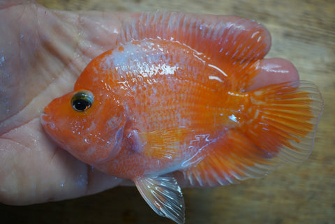 Short body GB Flowerhorn hybrid cichlid with red coloration and kok, bred in Florida at TilapiaStore