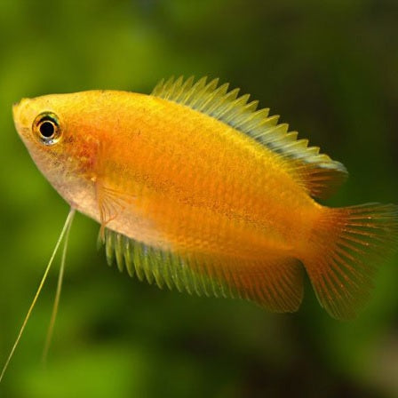 Sunset Honey Gourami (Trichogaster chuna) live freshwater aquarium fish | Tilapia Store