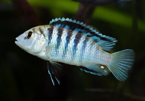 Labidochromis White Zebra Cichlid