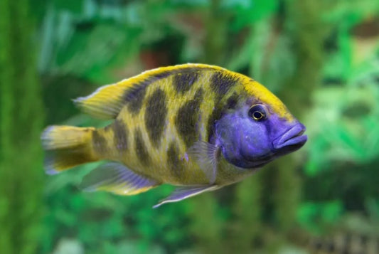 Venustus Giraffe Cichlid Nimbochromis venustus 2 to 3 inch African cichlid