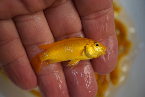 Yellow Lab Cichlid from Lake Malawi held in hand