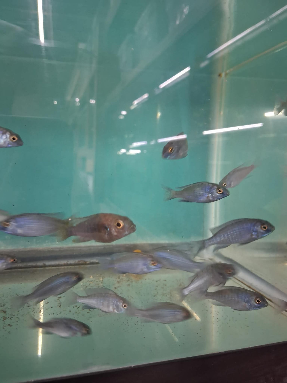 Blue Dolphin Moorii Cichlid