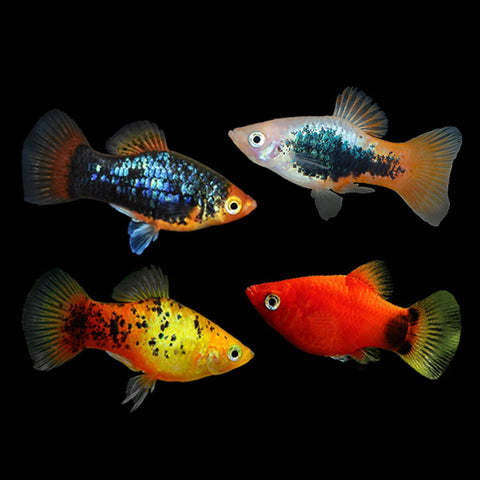 Assorted Platy