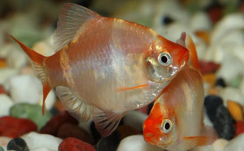 12 Albino Tiger Barbs