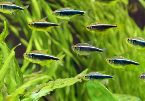 Black Neon Tetra – peaceful schooling fish with black stripe and neon line from Florida fish farm