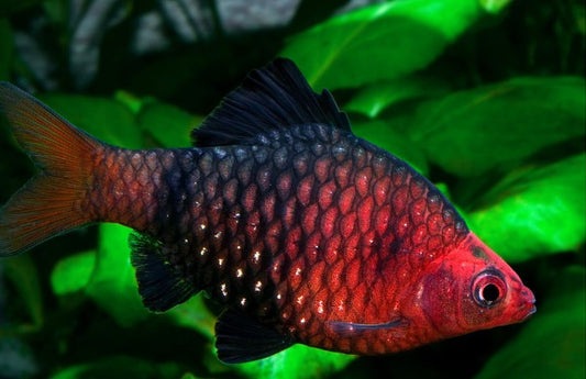 Black Ruby Barb – dark-bodied freshwater fish with red fins from Florida fish farm