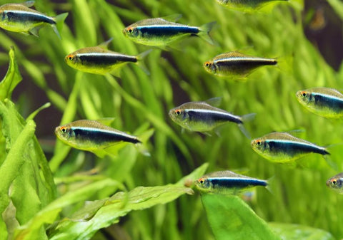 12 Black Neon Tetra