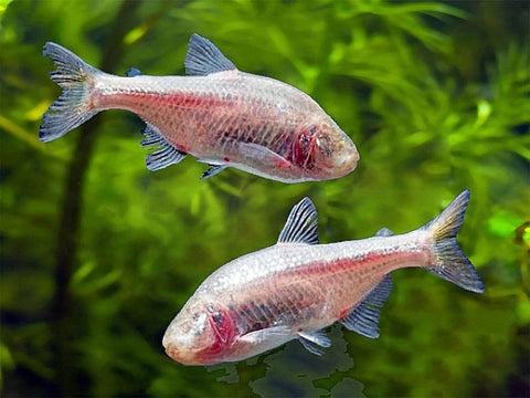 Blind Cave Fish