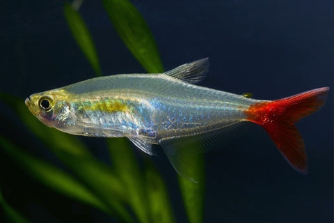 Bloodfin Tetra – silver freshwater schooling fish with bright red fins from Florida fish farm