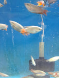 Blue Paradise Gourami from our farm tank
