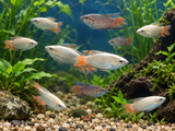 Blue Paradise Gourami group in planted aquarium