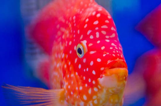 Super Red Texas - Tilapia Store