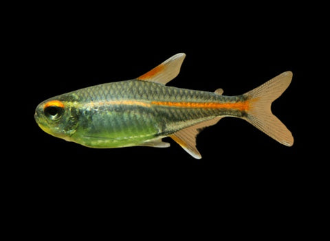 12 Glowlight Tetras (Hemigrammus erythrozonus)