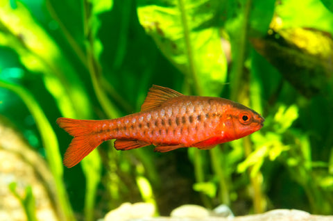 Cherry Barb – bright red freshwater schooling fish from Florida fish farm