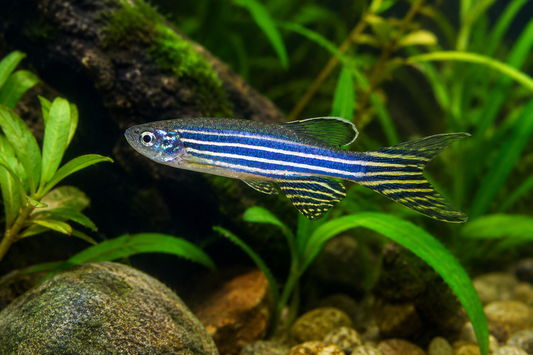 Highfin Zebra Danio