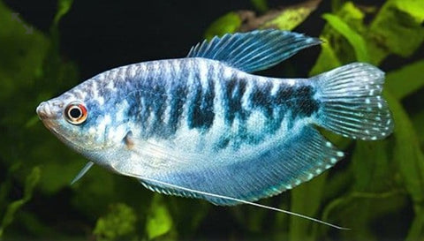 Opaline Gourami 4 fish
