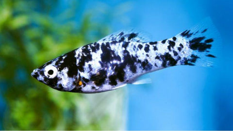 Dalmatian Molly