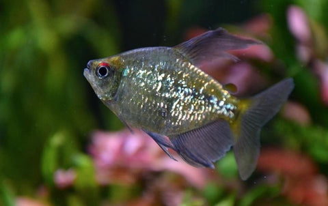 Diamond Tetra – shimmering silver freshwater aquarium fish from Florida fish farm