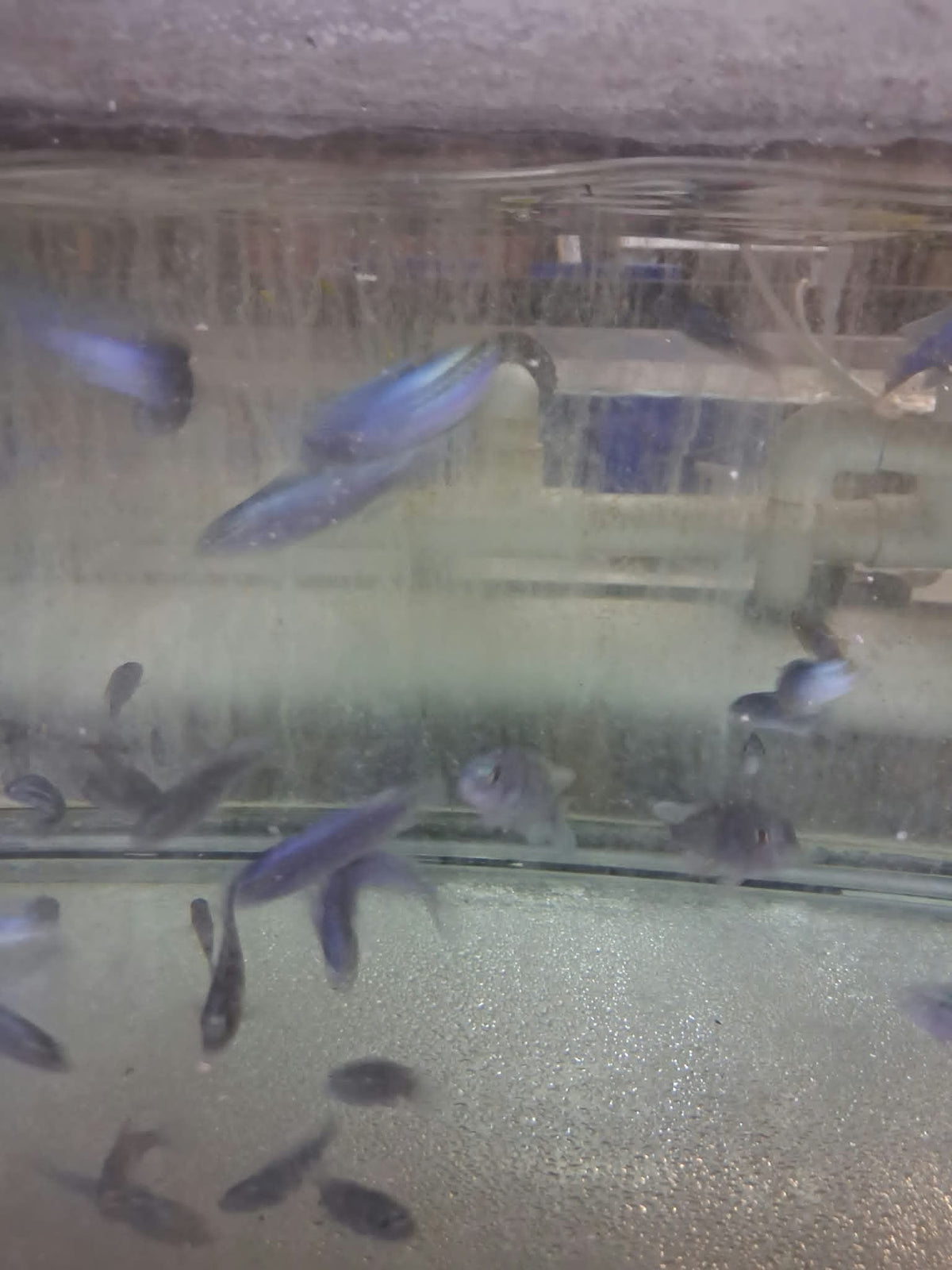 Juvenile blue Kenyi Mbuna cichlids with vertical barring in aquarium tank