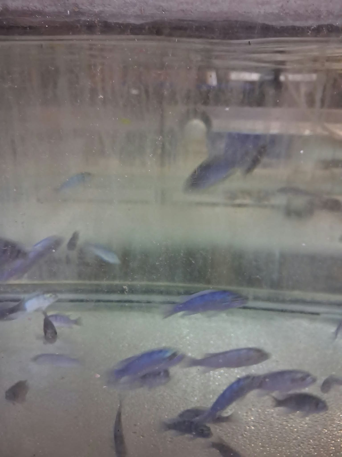 Group of unsexed blue Kenyi Mbuna cichlids, approximately 2–3 inches, in holding aquarium