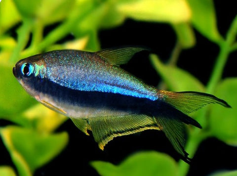 Emperor Tetra