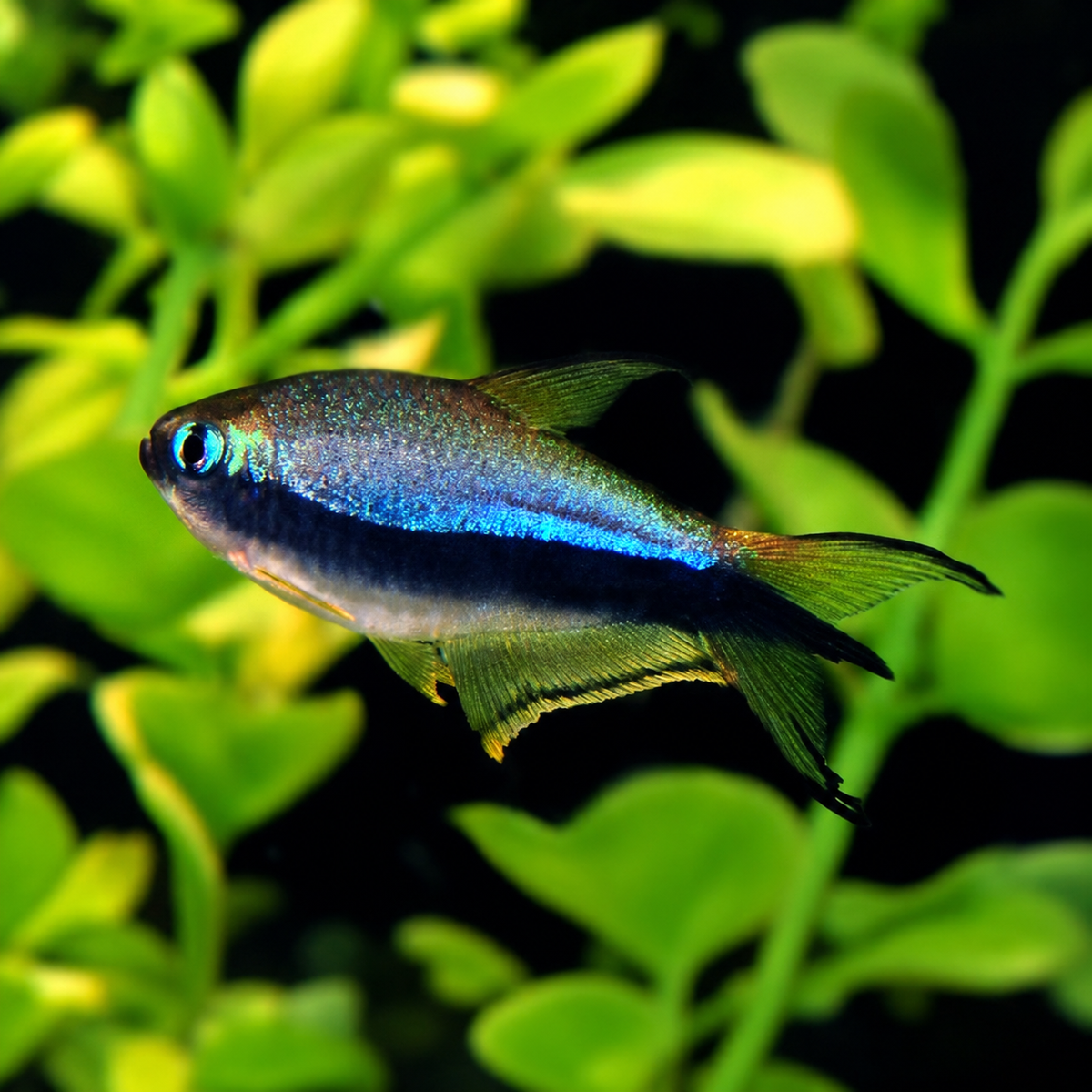 Emperor Tetra with full head, tail and fins visible
