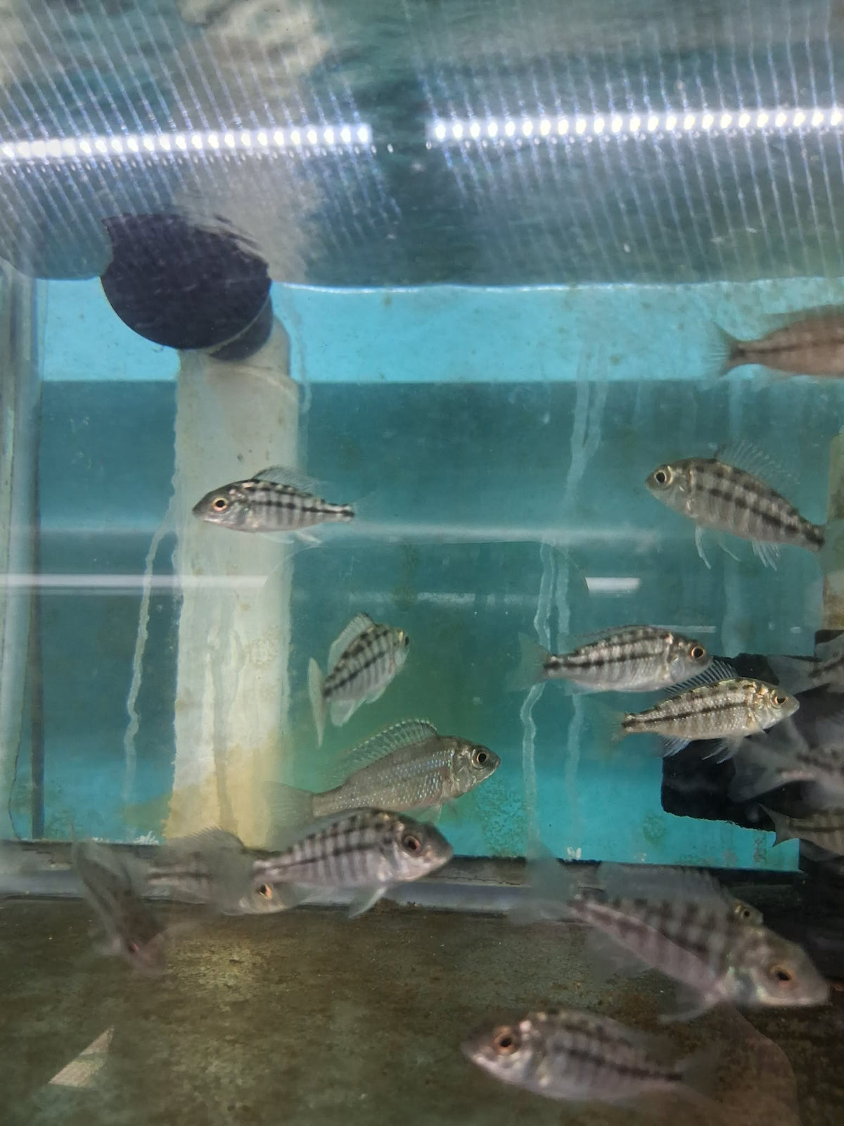 Red Empress Cichlid (Protomelas taeniolatus) – 1.5–2 Inch