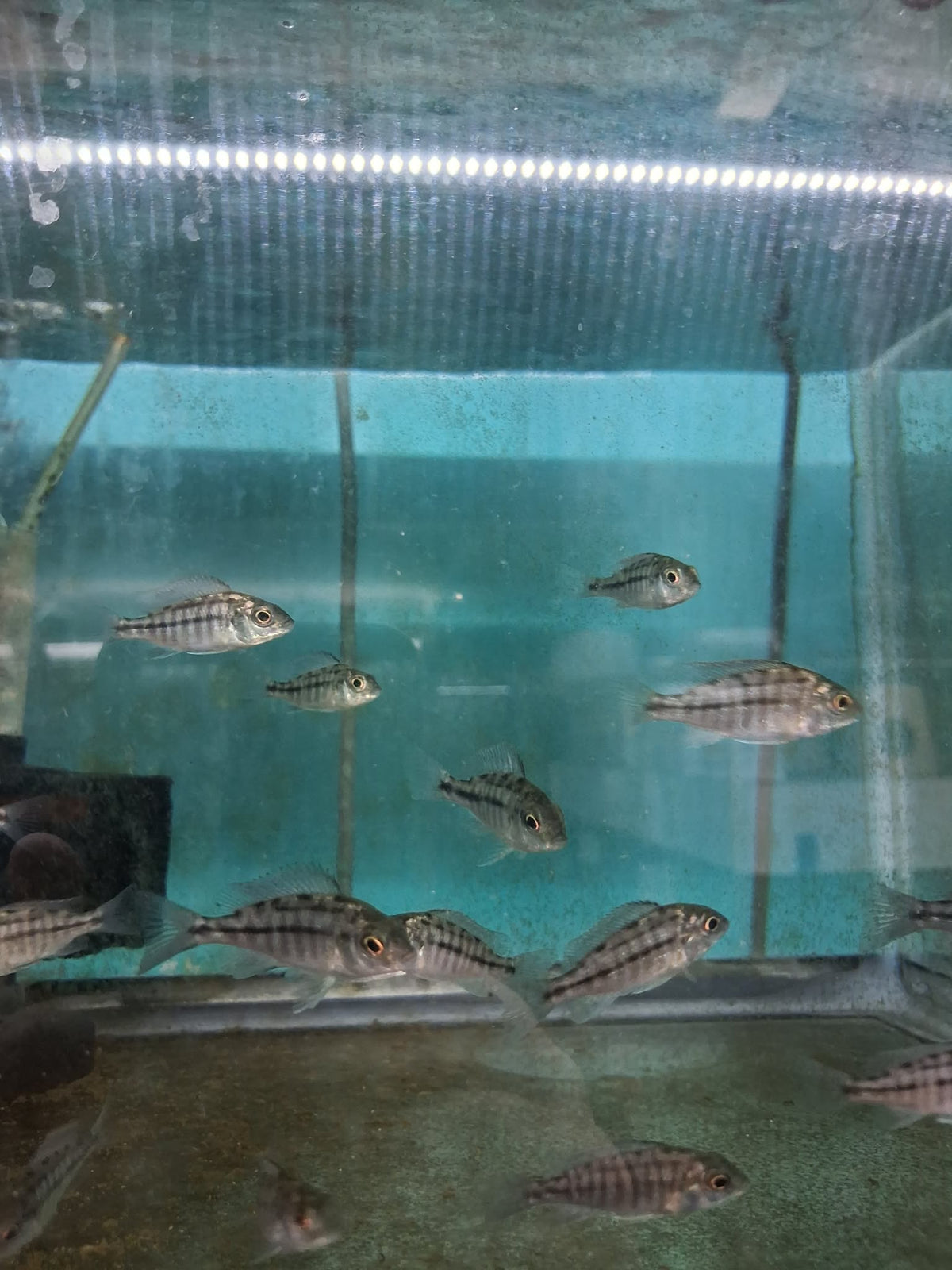 Red Empress Cichlid (Protomelas taeniolatus) – 1.5–2 Inch