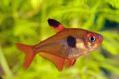 Serpae Tetra – vivid red freshwater schooling fish from Florida fish farm