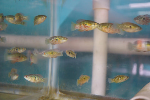 Florida Flag Fish