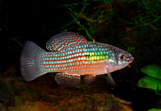Florida Flag Fish
