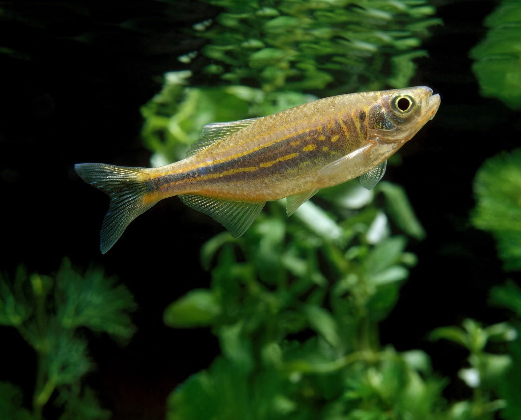 Giant Danio 6 fish! - Tilapia Store
