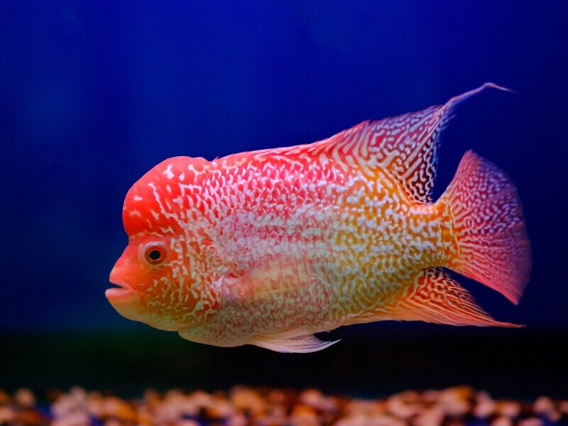 Flowerhorns
