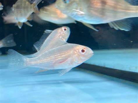 Albino Geophagus Threadfin