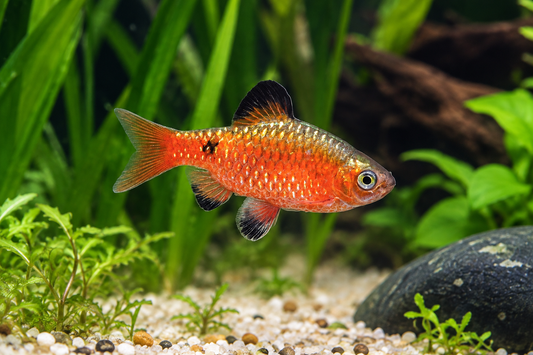 Red Glass Barb