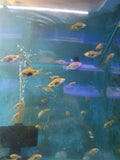12 Red Glass Barbs