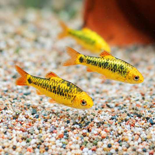 Two gold barbs with golden bodies, dark markings, and orange fins in a freshwater aquarium