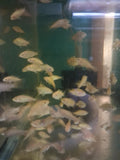 Gold Tilapia (Oreochromis aureus) farm-raised juvenile fish from licensed Florida aquaculture farm