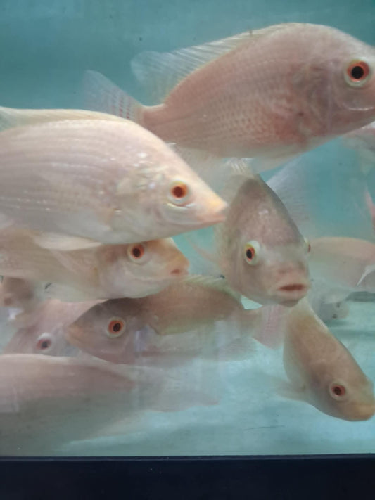 Gold Tilapia (Oreochromis aureus) farm-raised juvenile fish from licensed Florida aquaculture farm