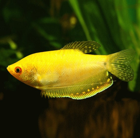 Gold Gourami with bright golden-yellow body and speckled fins swimming in a freshwater aquarium.