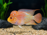 Goldbase Kamfa Flowerhorn cichlid with bright orange coloration and heavy pearling, actual fish for sale from a Florida fish farm.