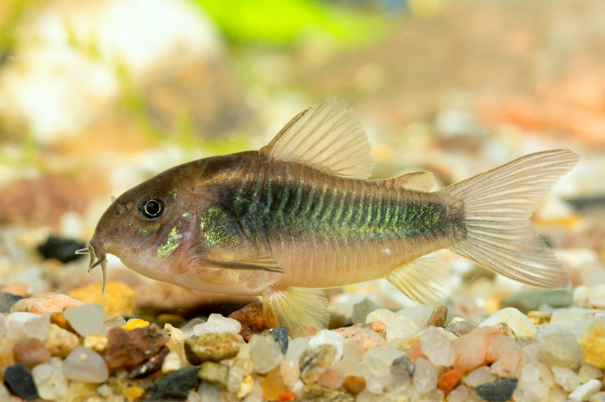Green Corydoras (Corydoras aeneus) side view with bronze-green sheen over sand