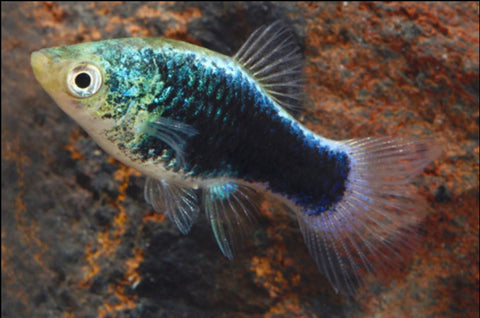 Green Lantern Platy (Xiphophorus maculatus), live freshwater Platy bred in Florida at TilapiaStore