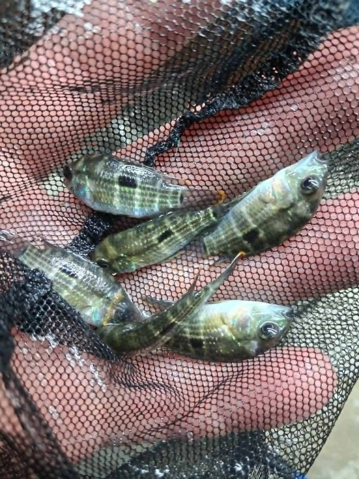 Green Terror Cichlid